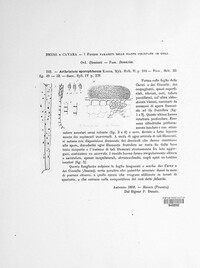 Arthrinium sporophleum image